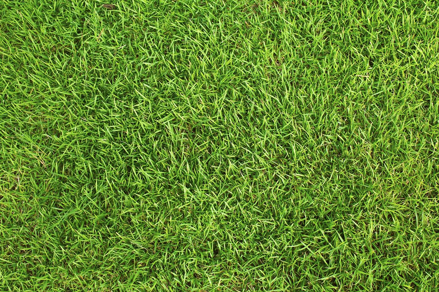So, Just What Is the Best Grass for Sydney? Skills Media