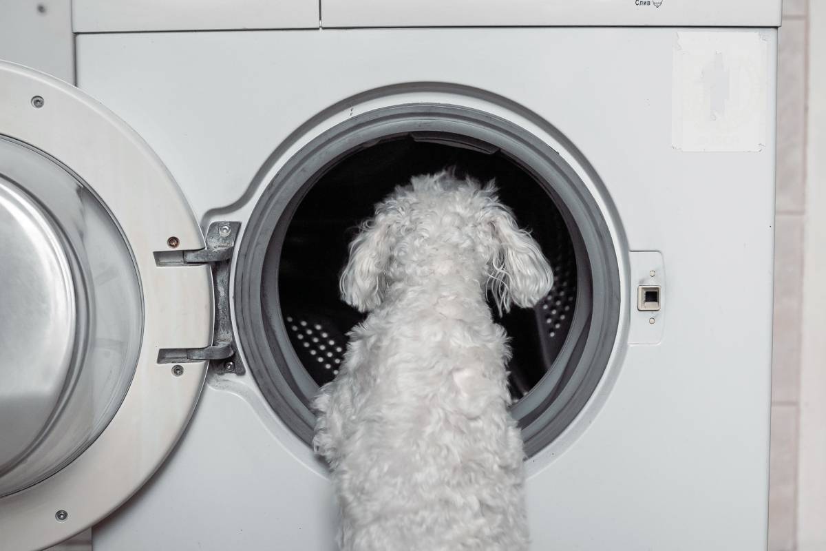 Cute little white dog looking in to washing machine. Close view