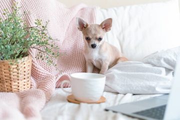 Breakfast in bed. Funny young chihuahua dog covered in throw blanket with steaming cup of hot tea or coffee. Lazy puppy wrapped in plaid relaxes. Good morning.