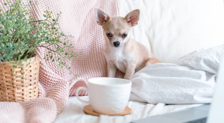 Breakfast in bed. Funny young chihuahua dog covered in throw blanket with steaming cup of hot tea or coffee. Lazy puppy wrapped in plaid relaxes. Good morning.