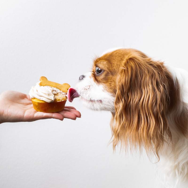 A happy, friendly dog receiving a tasty treat from an outstretched hand