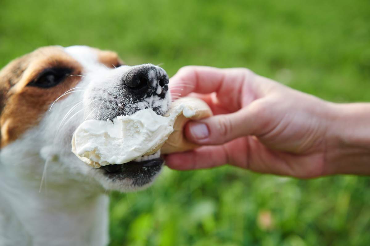 small dog breeds Jack Russell Terrier eats ice cream with hands