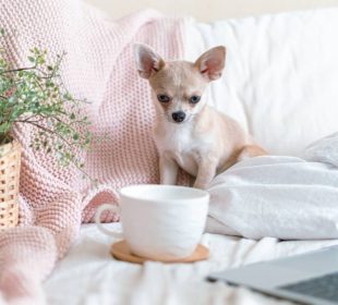 chihuahua-dog-covered-in-throw-blanket-with-cup-of-2023-11-27-05-09-11-utc-1-905x613