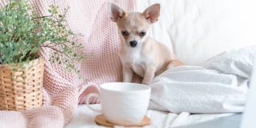 chihuahua-dog-covered-in-throw-blanket-with-cup-of-2023-11-27-05-09-11-utc-1-905x613