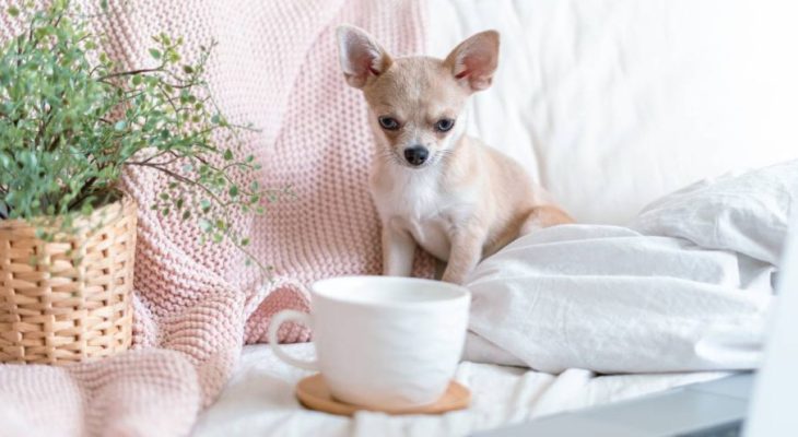 chihuahua-dog-covered-in-throw-blanket-with-cup-of-2023-11-27-05-09-11-utc-1-905x613