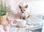 chihuahua-dog-covered-in-throw-blanket-with-cup-of-2023-11-27-05-09-11-utc-1-905x613