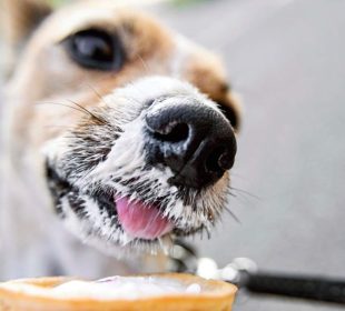 dog-s-nose-in-close-up-smeared-in-vanilla-ice-cre-2023-11-27-05-27-41-utc-905x613