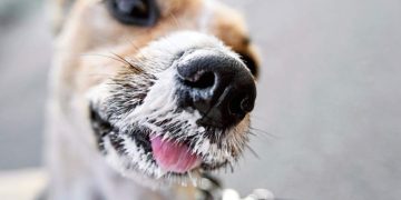 dog-s-nose-in-close-up-smeared-in-vanilla-ice-cre-2023-11-27-05-27-41-utc-905x613