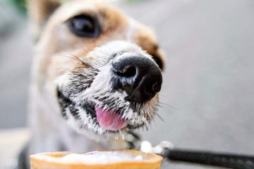 dog-s-nose-in-close-up-smeared-in-vanilla-ice-cre-2023-11-27-05-27-41-utc-905x613