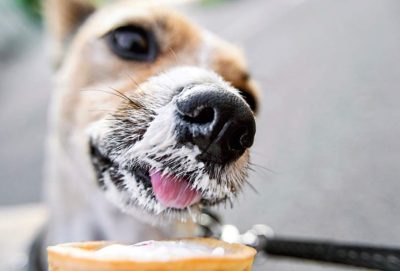 dog-s-nose-in-close-up-smeared-in-vanilla-ice-cre-2023-11-27-05-27-41-utc-905x613