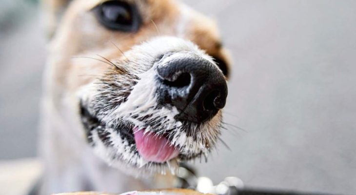 dog-s-nose-in-close-up-smeared-in-vanilla-ice-cre-2023-11-27-05-27-41-utc-905x613