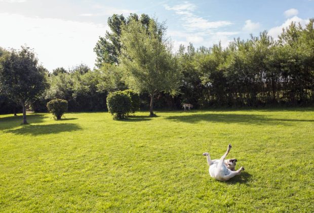 Dog rolling on grass in park, sydney