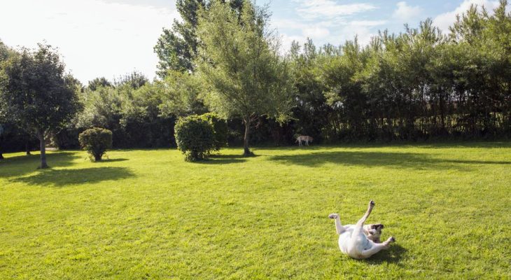 Dog rolling on grass in park, sydney